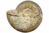 Jurassic Ammonite (Stephanoceras) Fossil - France #227347-1